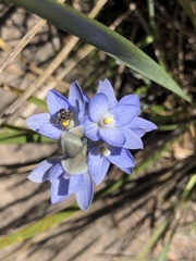 Thelymitra aristata