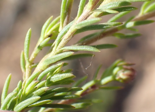 Image of Selago burchellii by (c) Nicola van Berkel, some rights reserved (CC BY-SA)