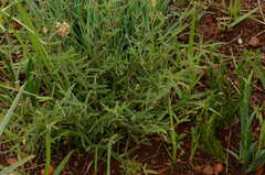 Listia heterophylla