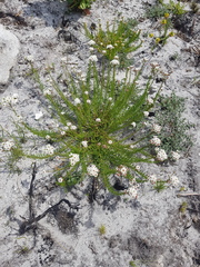Pseudoselago gracilis
