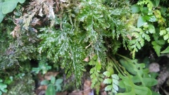 Trichomanes obscurum