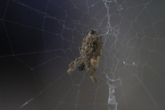 Philoponella congregabilis