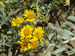 Senecio crassiflorus