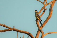 Platycercus venustus