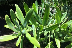 Podocarpus latifolius