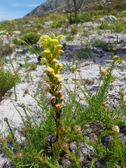 Disa sabulosa