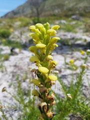 Disa sabulosa