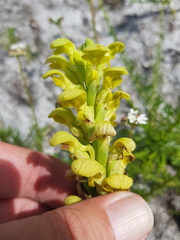 Disa sabulosa