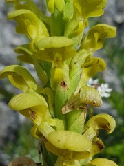 Disa sabulosa