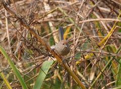 Sinosuthora webbiana