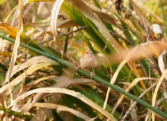 Sinosuthora webbiana
