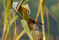 Sinosuthora webbiana