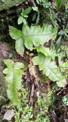 Stegnogramma wilfordii