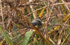Sinosuthora webbiana