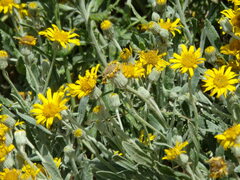 Senecio crassiflorus
