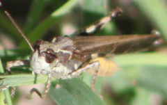 Aiolopus thalassinus