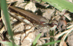 Aiolopus thalassinus