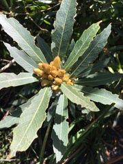 Brabejum stellatifolium