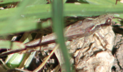 Aiolopus thalassinus