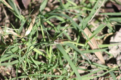 Aiolopus thalassinus