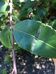 Maytenus acuminata