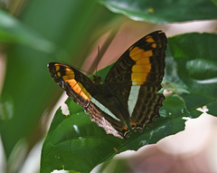 Adelpha thesprotia