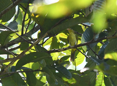 Hemithraupis flavicollis