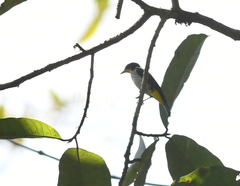 Hemithraupis flavicollis