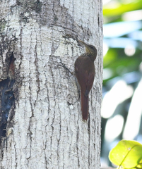 Lepidocolaptes fatimalimae