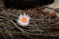 Lampranthus ceriseus