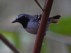 Myrmoborus myotherinus