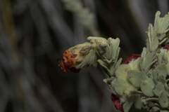 Hermannia trifoliata