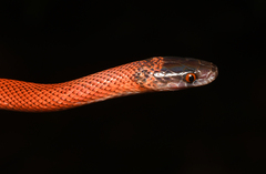 Oxyrhopus melanogenys