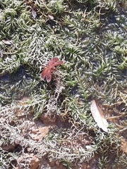 Neurothemis terminata