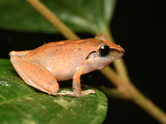 Pristimantis reichlei