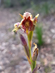 Calochilus