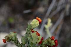 Hermannia trifoliata