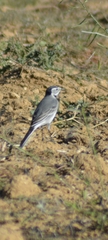 Motacilla alba alba