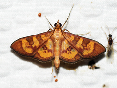 Prenesta scyllalis