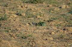 Motacilla alba alba