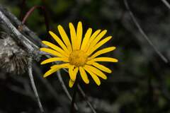 Ursinia dentata