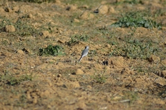 Motacilla alba alba