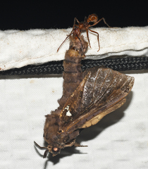 Ectatomma tuberculatum