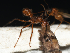 Ectatomma tuberculatum