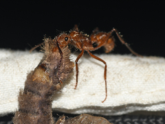 Ectatomma tuberculatum