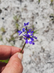 Lobelia comosa
