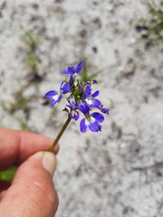 Lobelia comosa