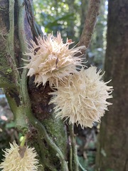 Carpotroche longifolia
