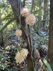 Carpotroche longifolia