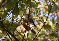 Aegithalos concinnus